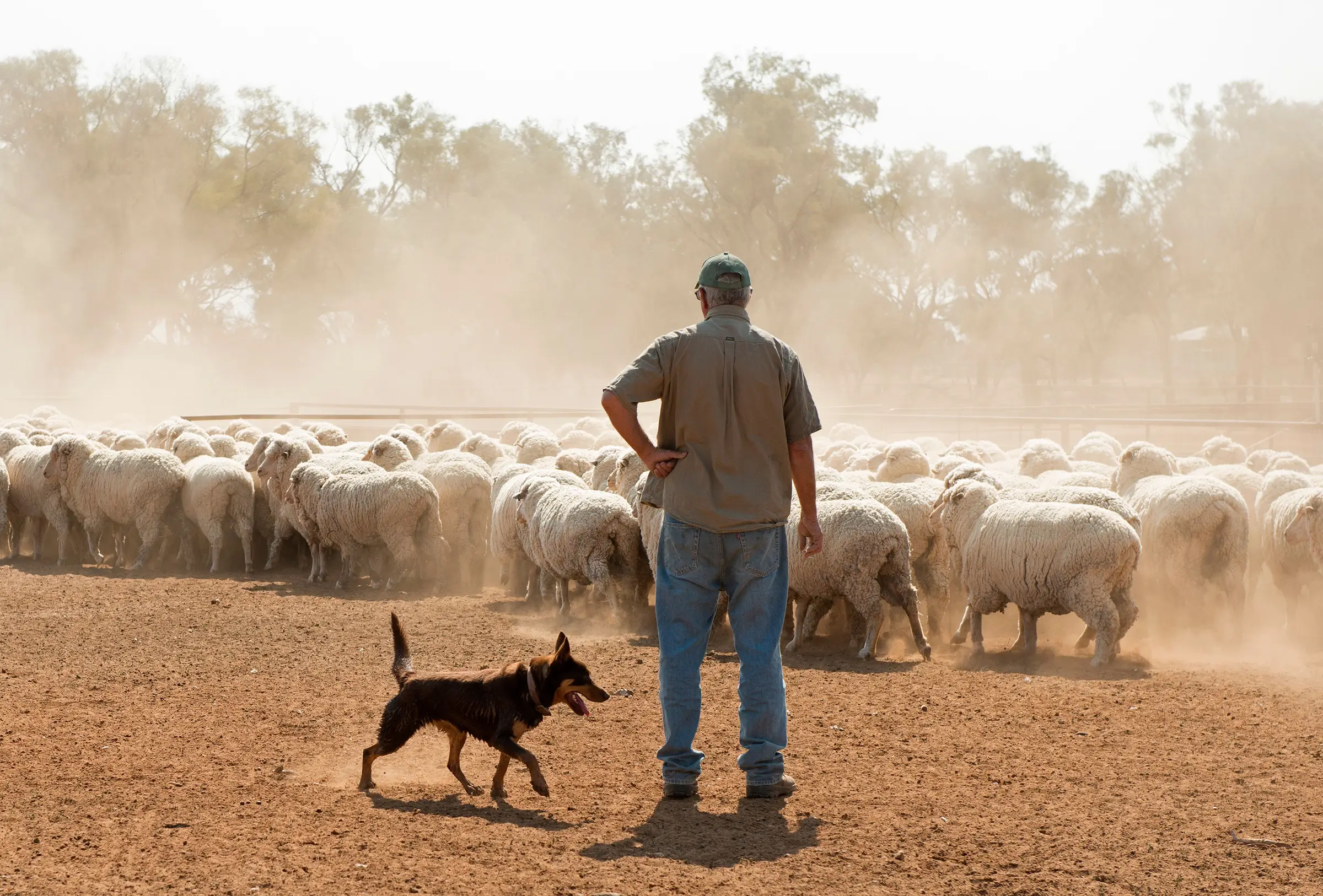 How Social Groups Shape Wildlife Management in Australia