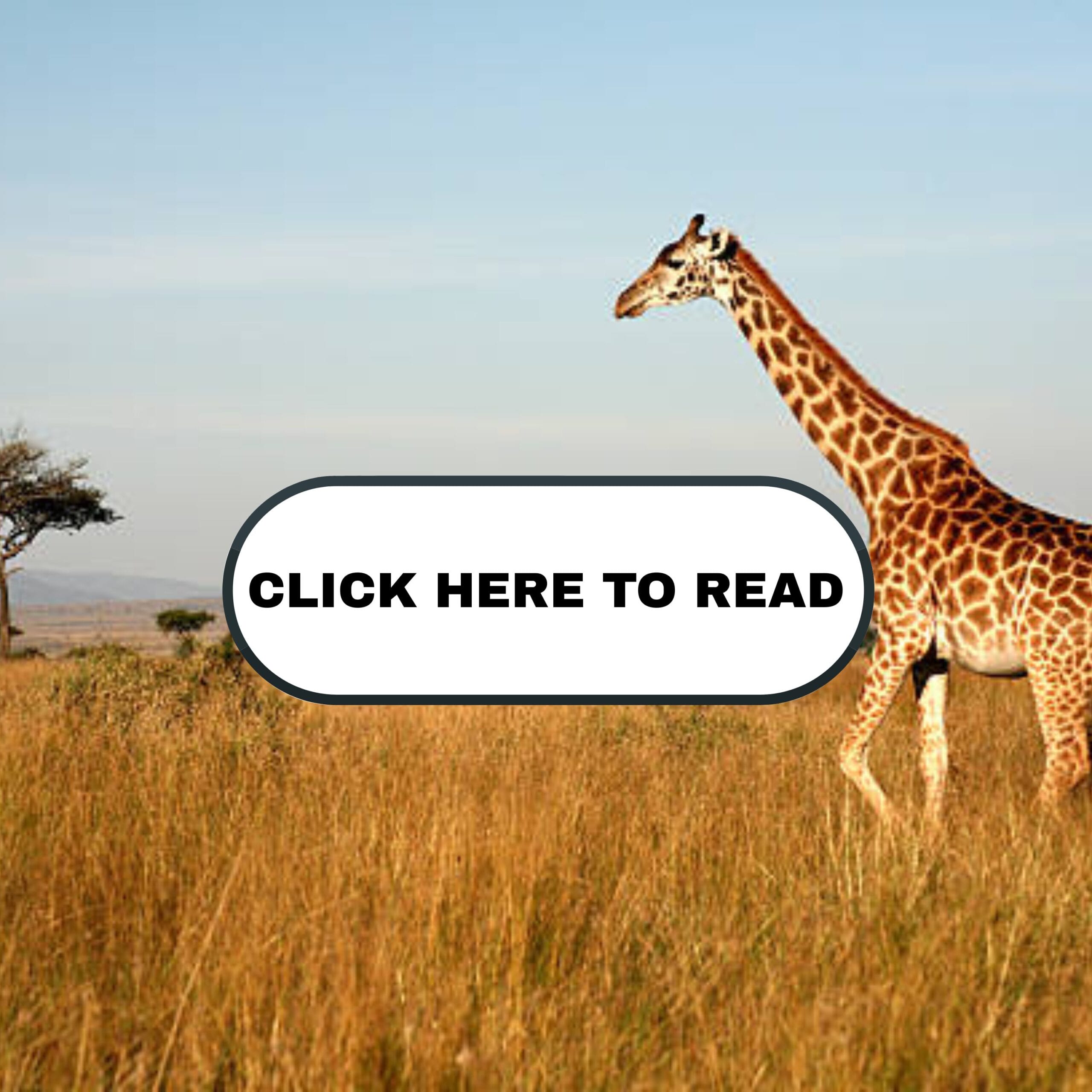 Sport Hunting Supports Wildlife Conservation: New Global Analysis Shows Stable and Increasing Mammal Populations