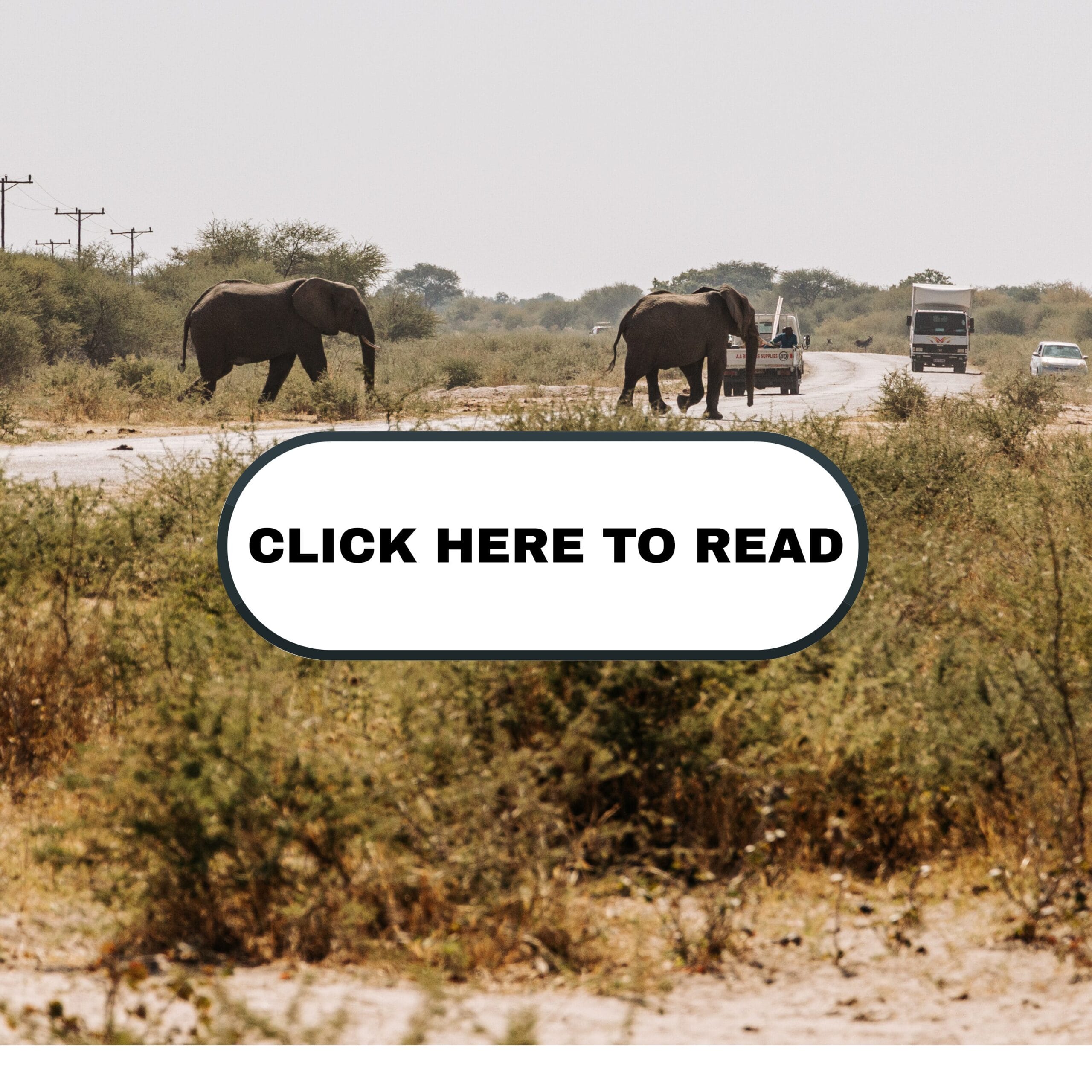 African Elephant Numbers Rising in Eastern and Southern Africa: What 1994–2002 Survey Data Reveal
