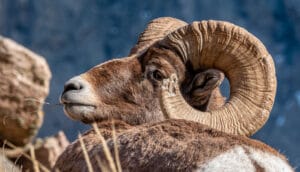 Wild Sheep Foundation Alberta