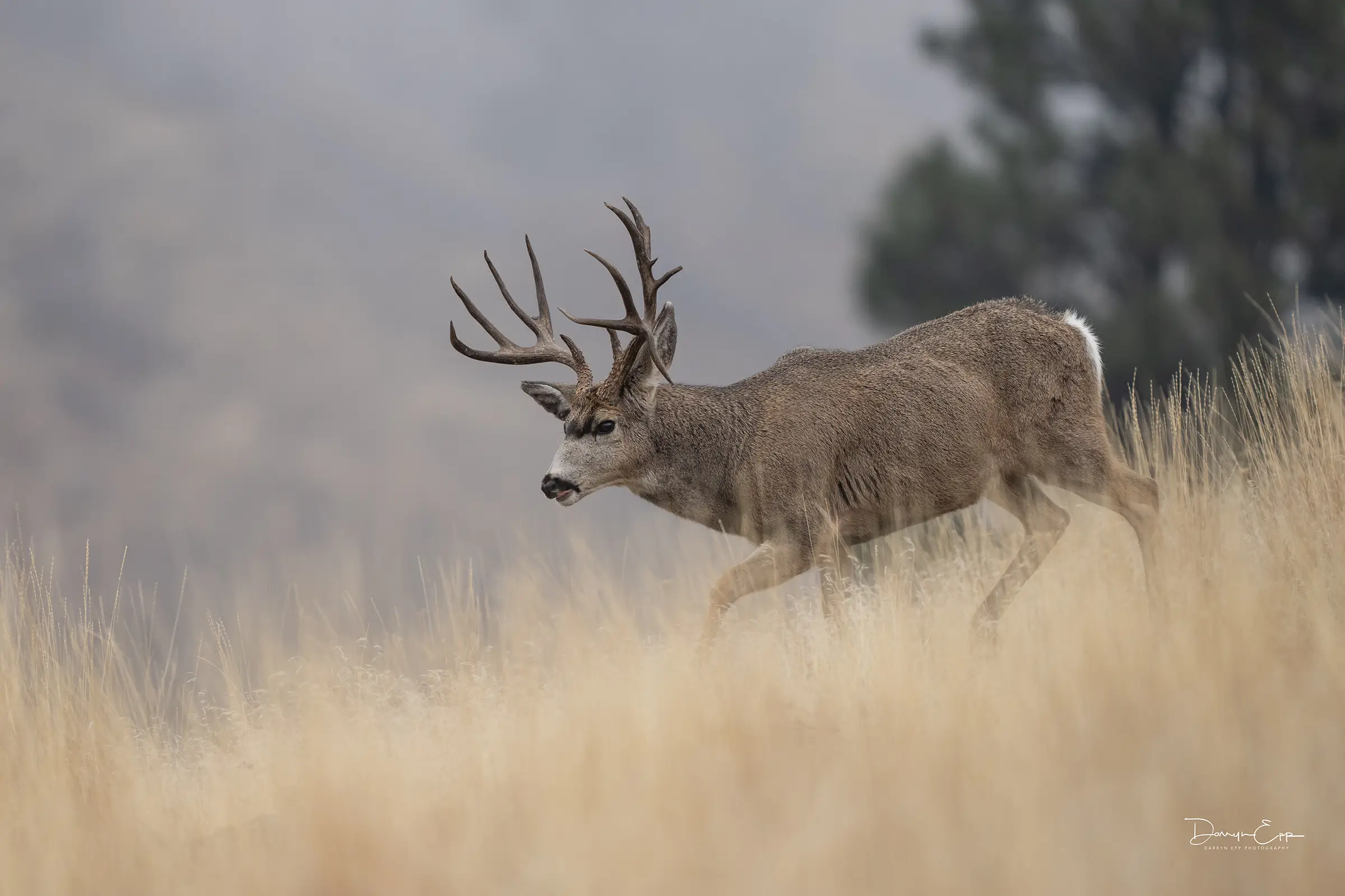 Mule Deer on the Move: Alberta’s Landmark Collaring Project
