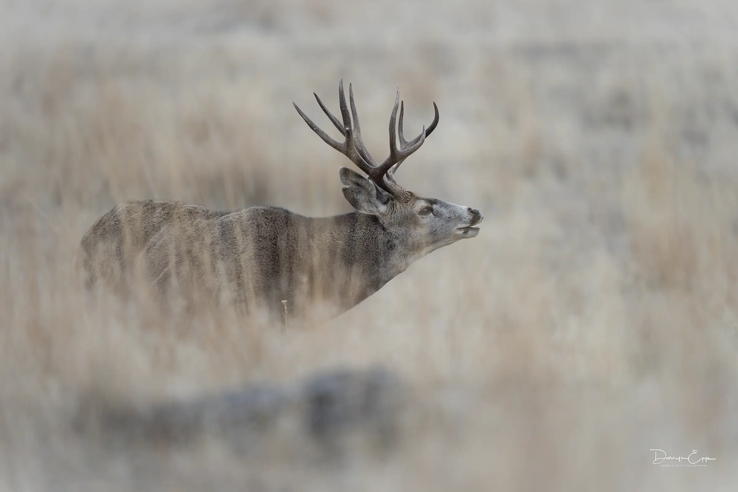 Unlocking Wildlife Secrets: How Teeth Tell the Story of Conservation