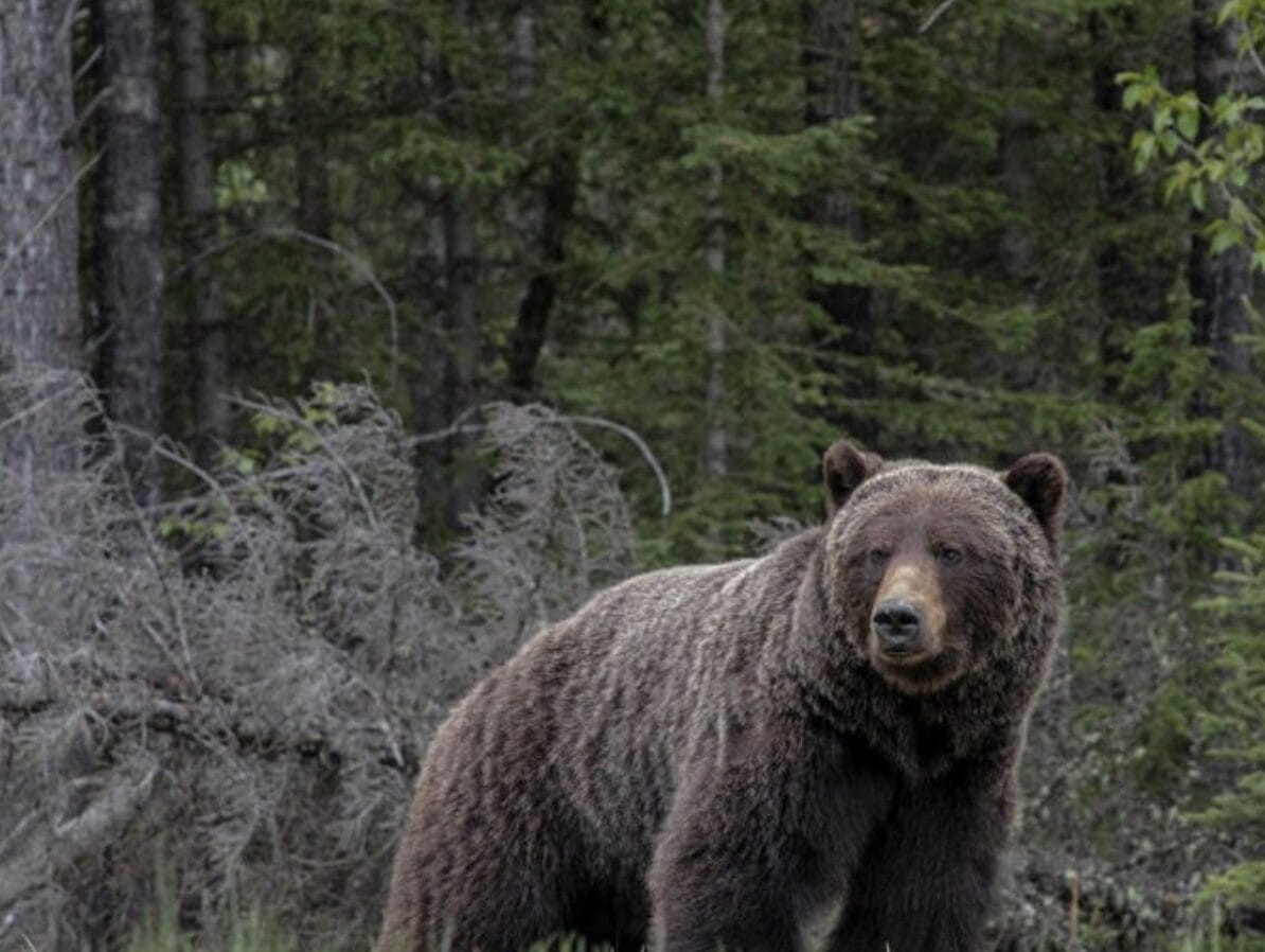 It’s been a year of frightening bear attacks. What’s next according to bear researchers?