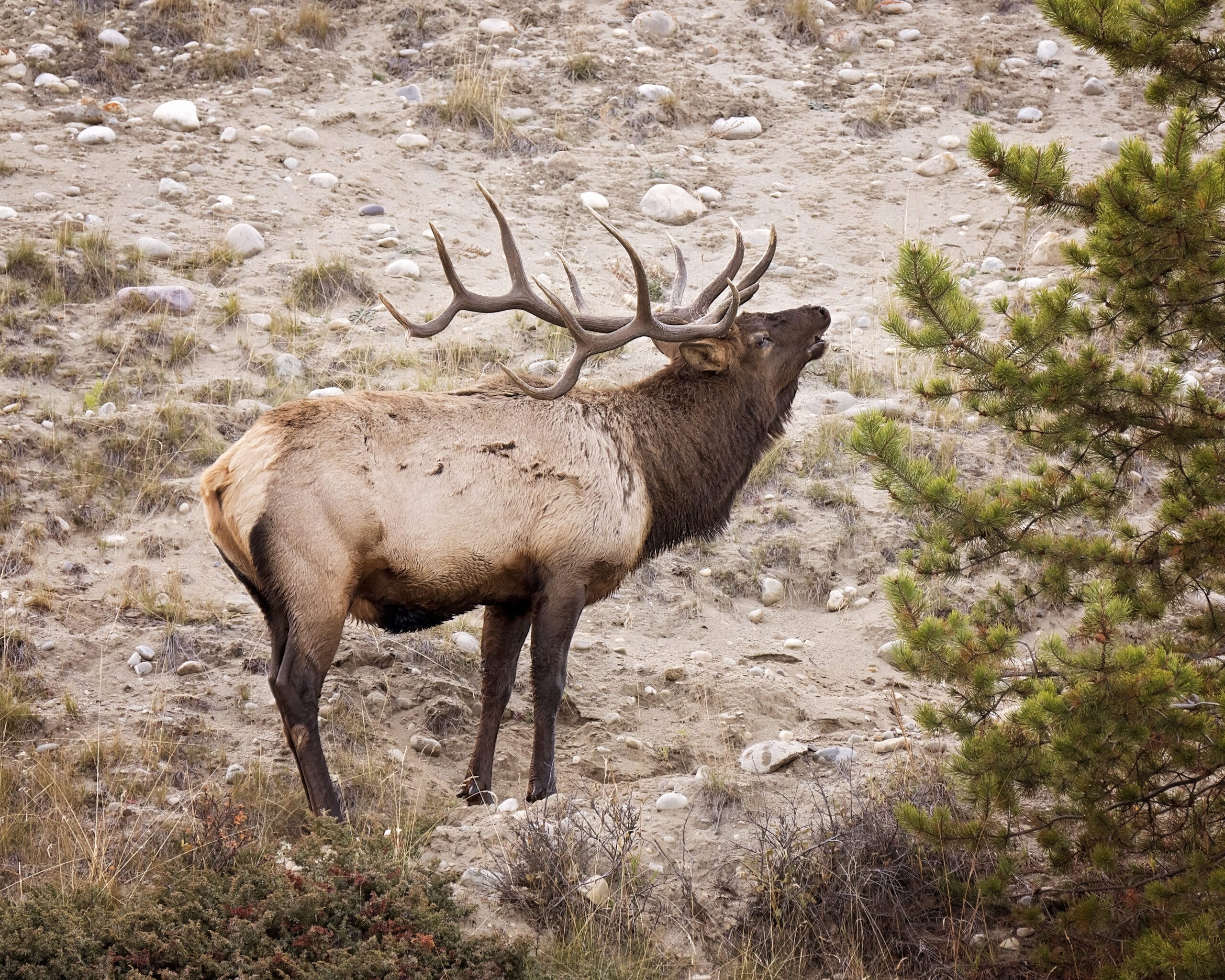 The North American Wildlife Model: A Public Legacy in Conservation