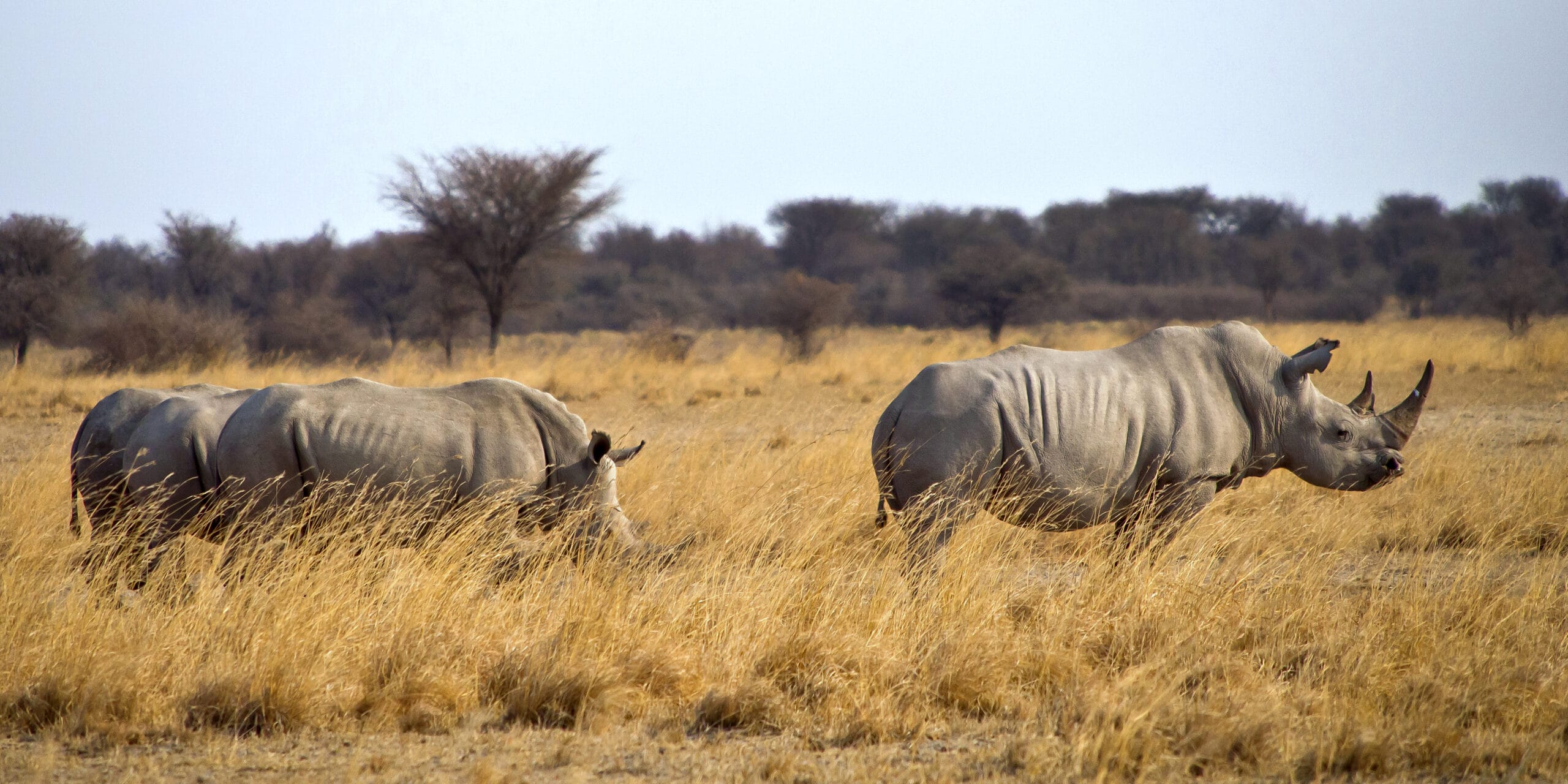 An IUCN Report on Rhinos