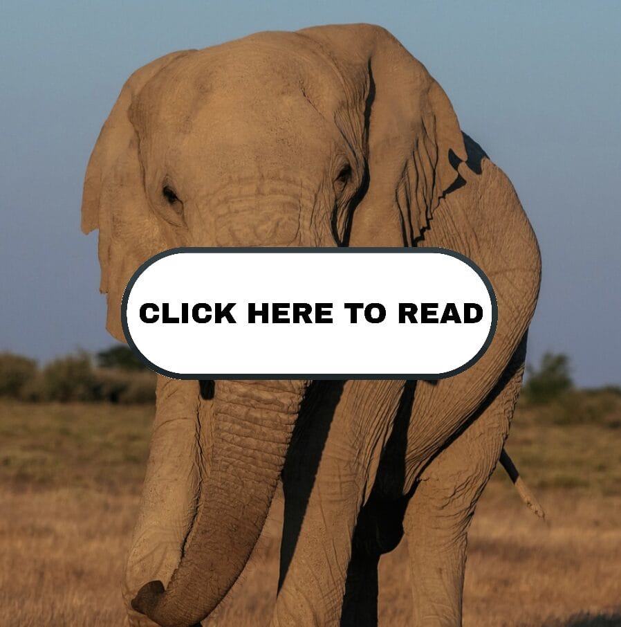 South Africa Elephant Population: History, Growth & Conservation Management Explained