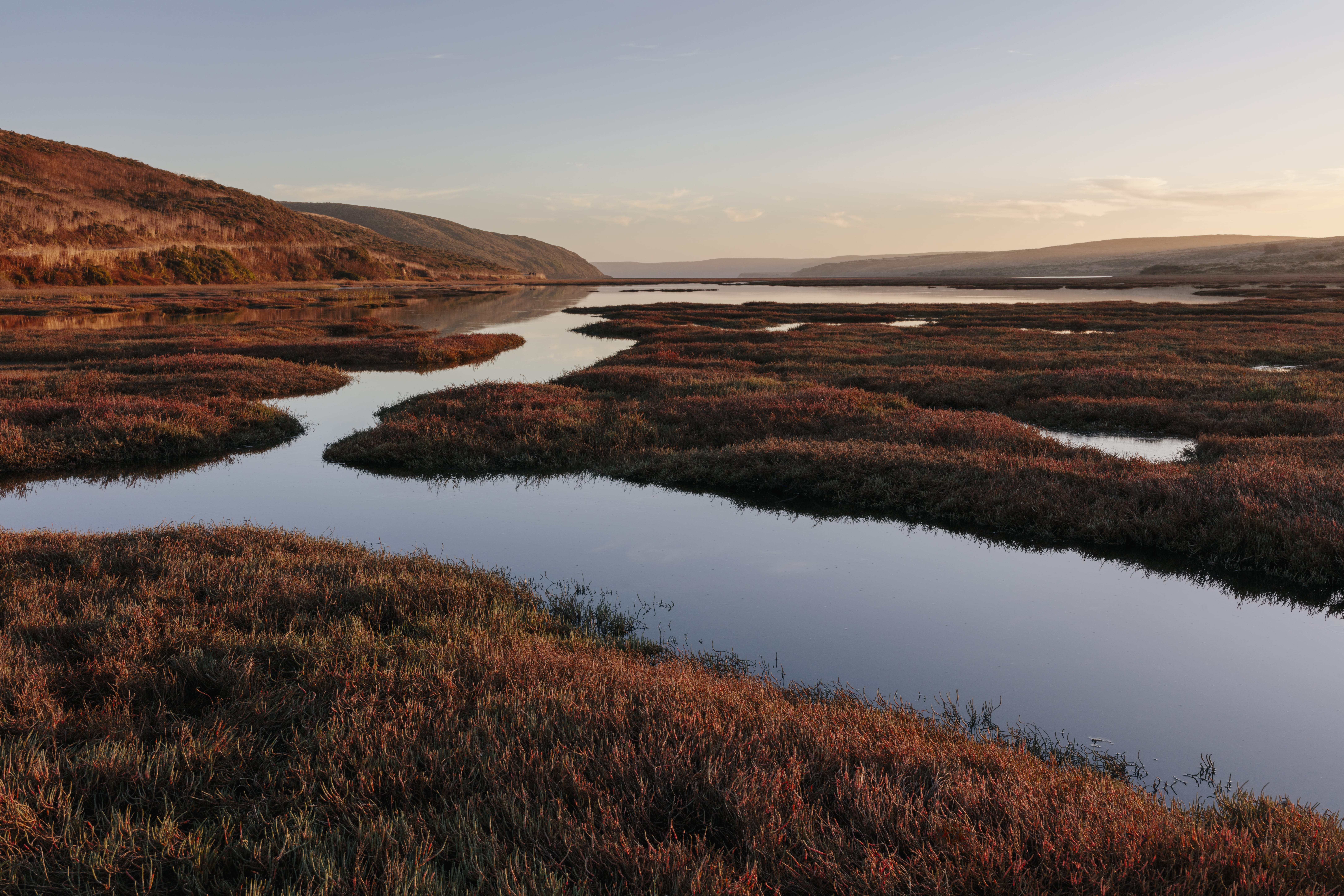 Eurasian Curlew Decline in the UK: How Predator Control Impacts Breeding Success