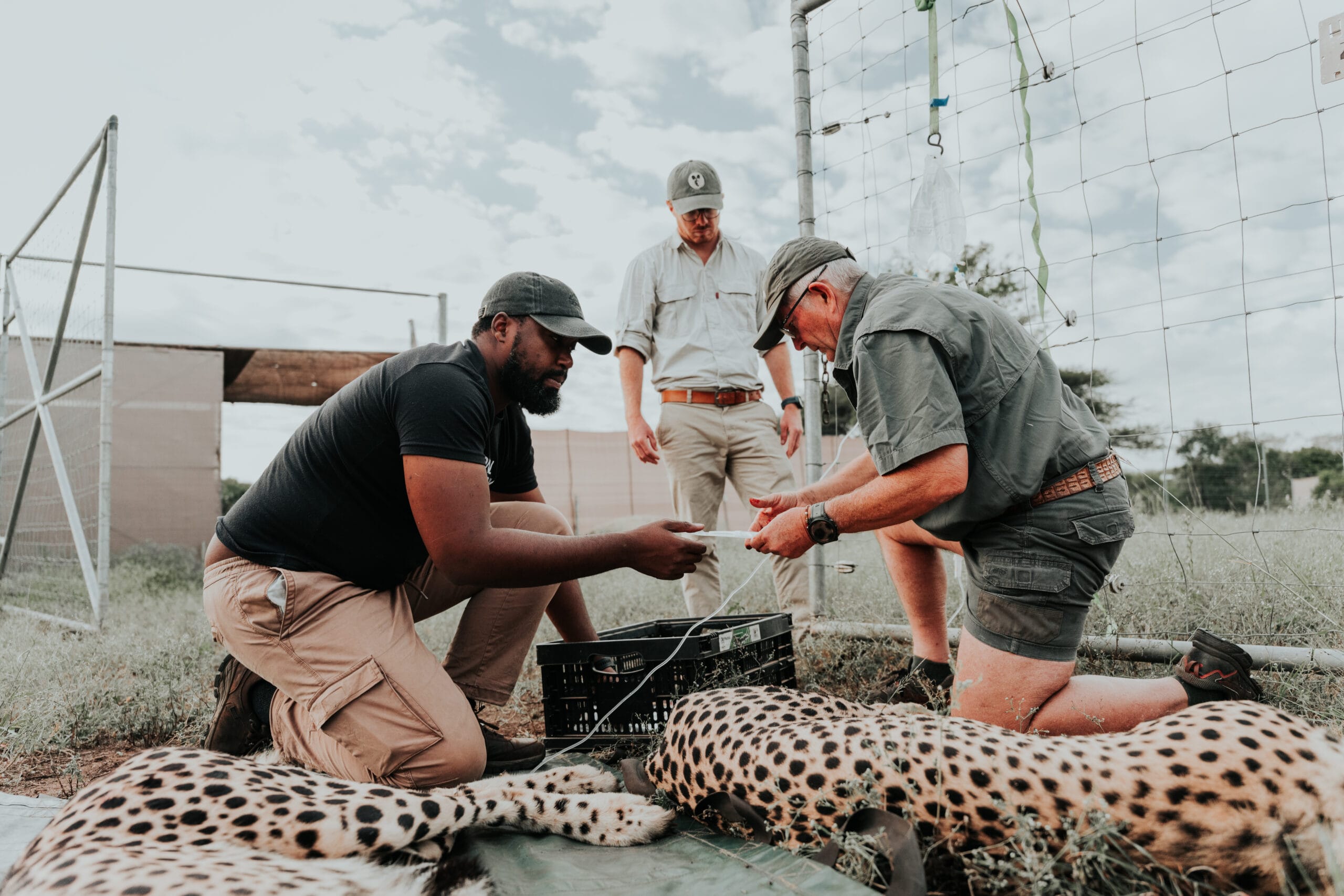 Project: Cheetah Conservation Program