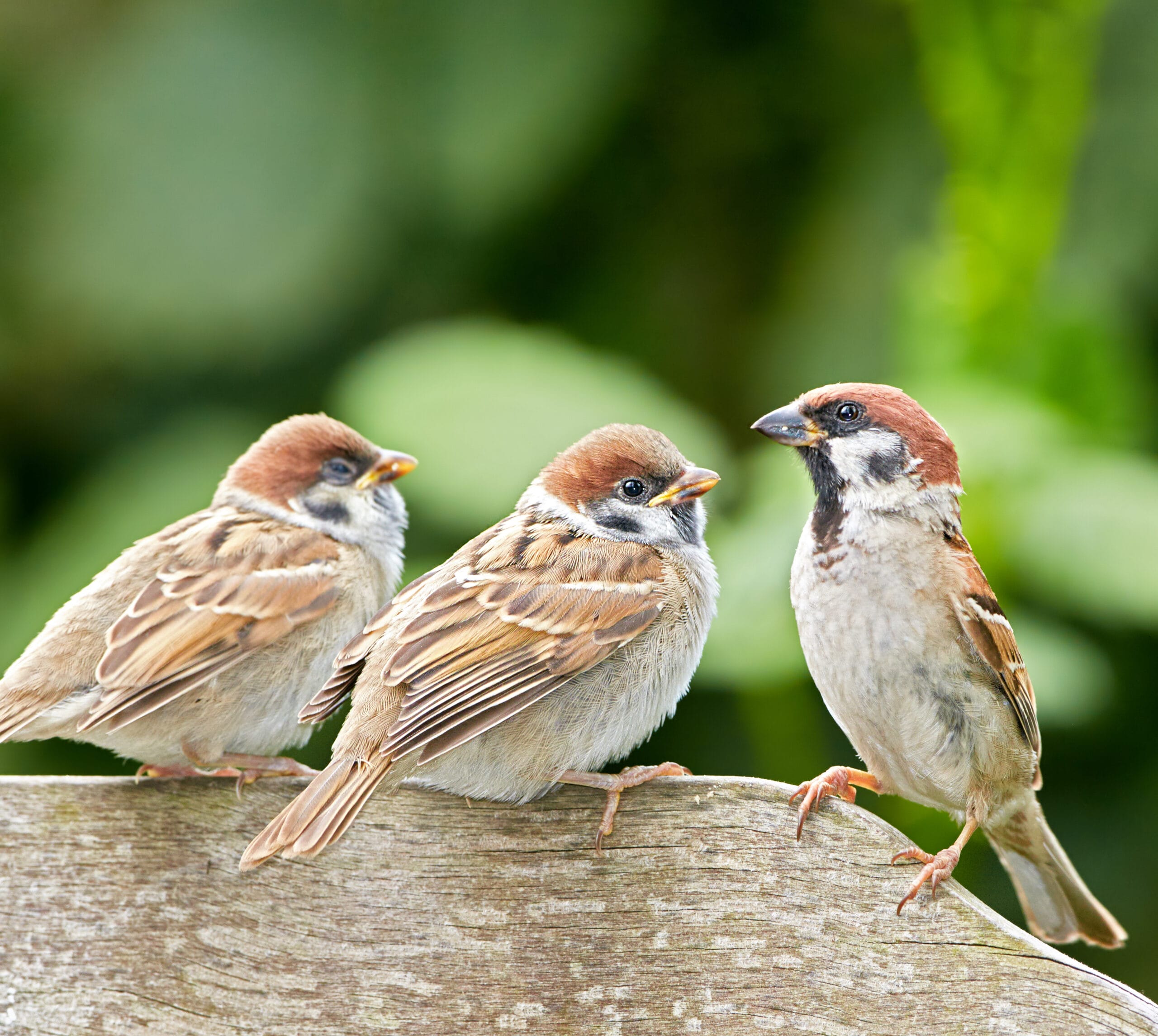 A Rebuttal to “Focusing on Values is Key for Transforming Wildlife Management”