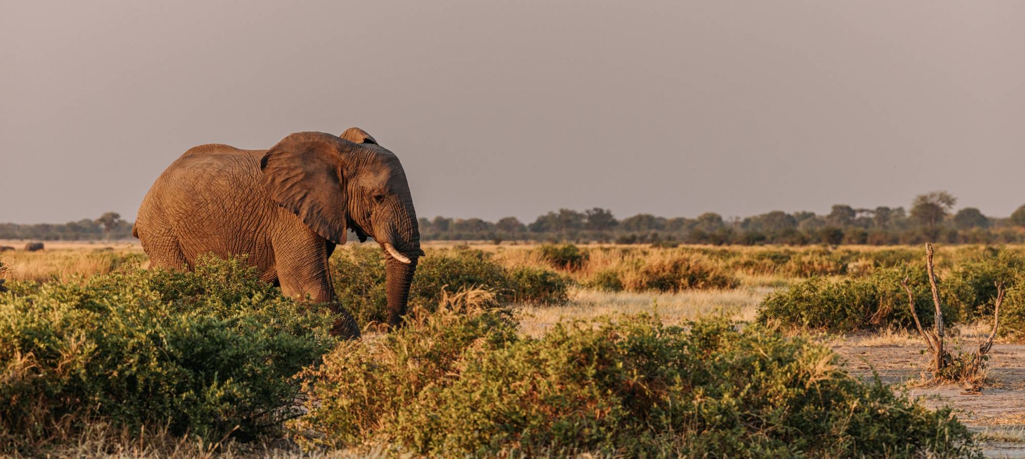 South Africa Elephant Data