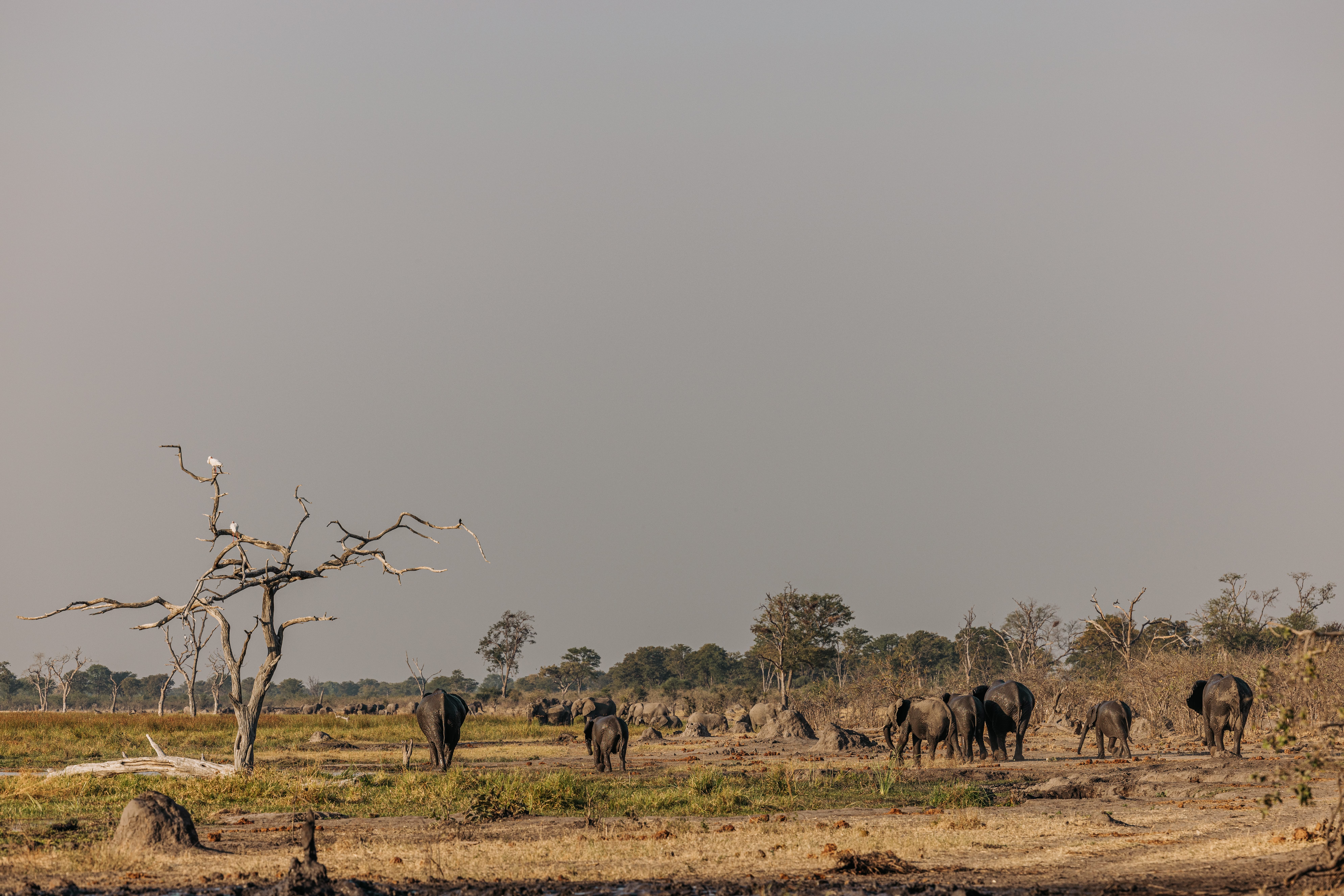 Namibia Elephant Information