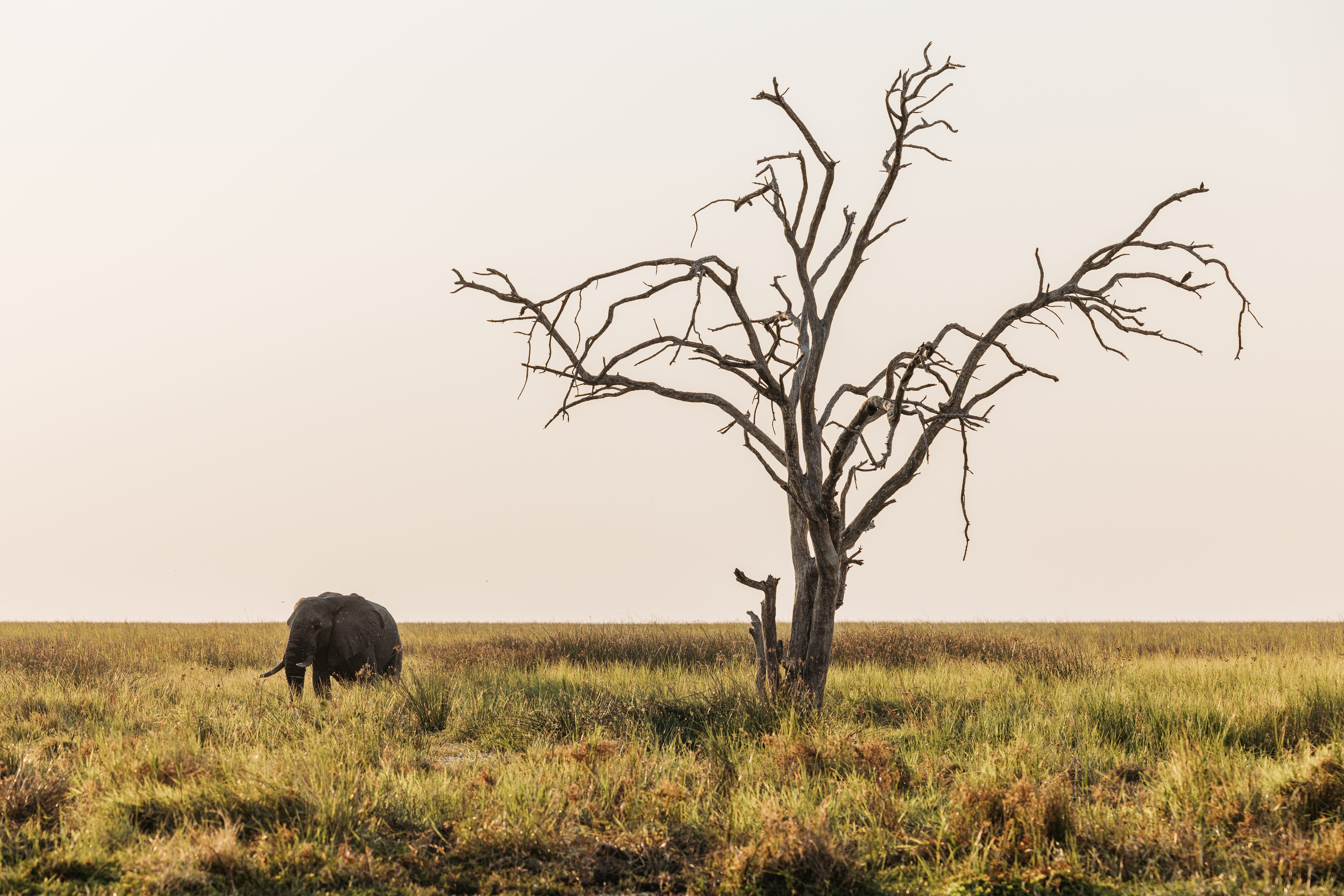 Tanzania Elephant Information
