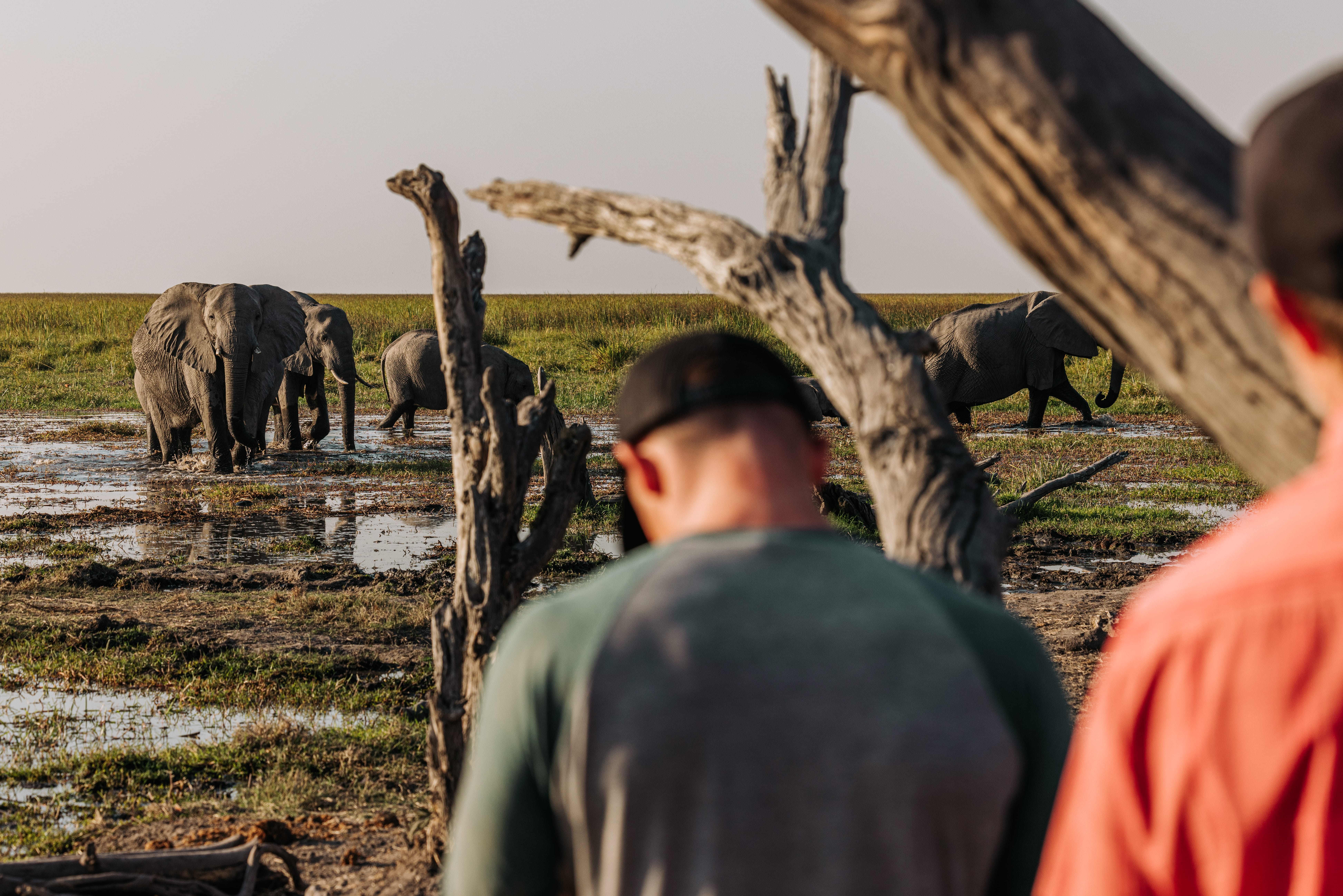 South Africa Elephants