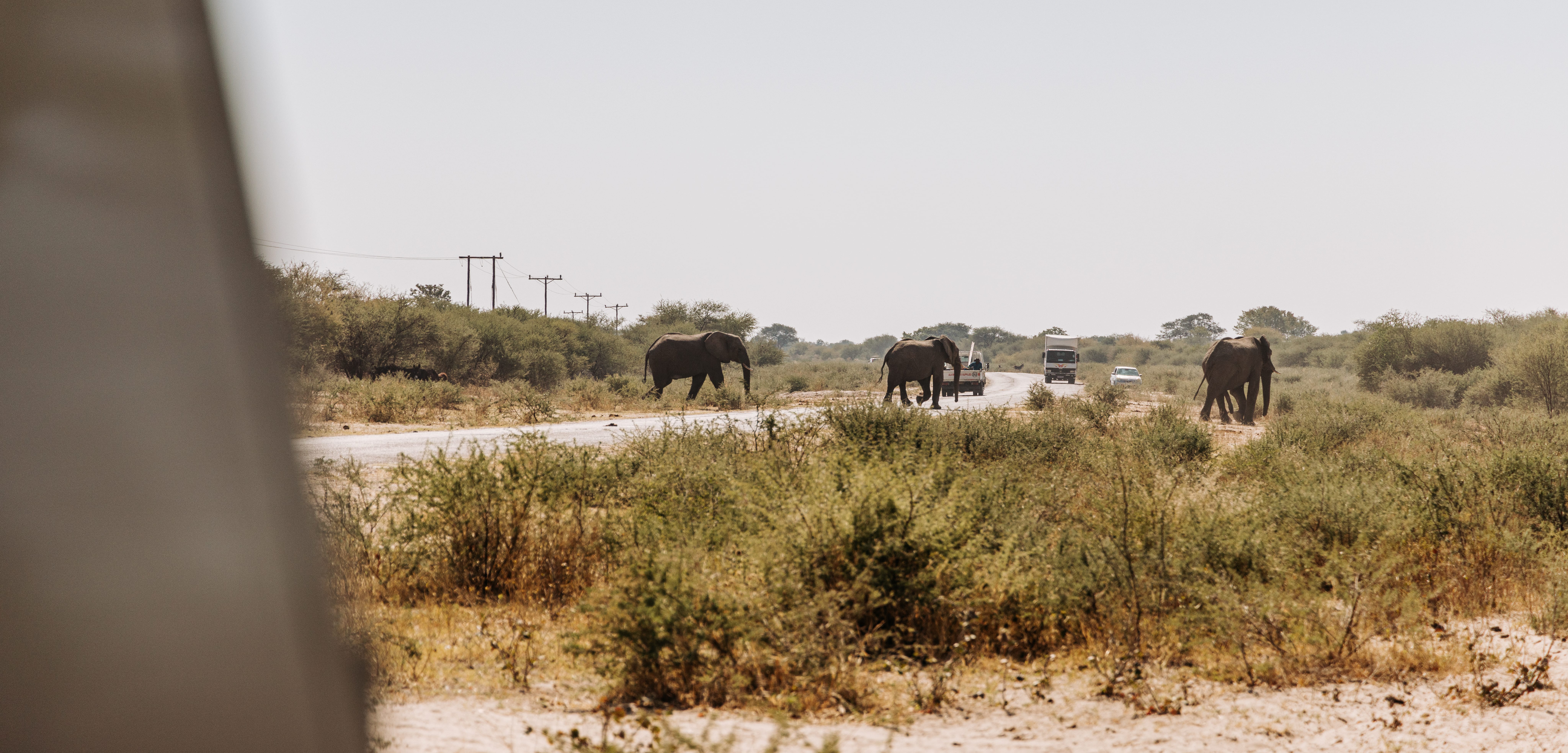 Mozambique Elephants